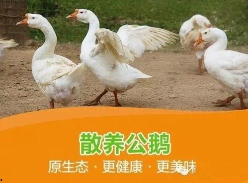 八鹅吃瓜菌娱乐圈,娱乐圈风云录